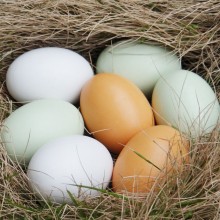 Creative Easter Wooden Egg Children Toys
